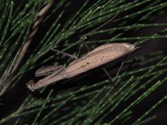 Statilia maculata