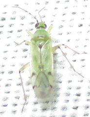 Nesidiocoris tenuis