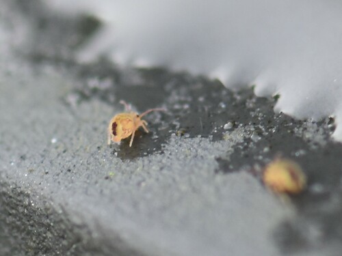 Dicyrtomina ornata, Groesbeek, Nederland, photo 7 of 10