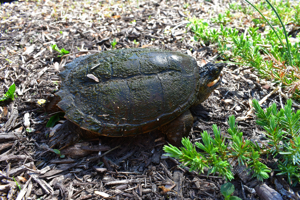 Common Snapping Turtle from Reston, VA, USA on April 21, 2023 at 10:14 ...