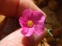 Oxalis stellata