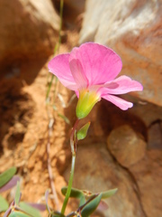 Oxalis stellata