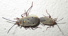 Probergrothius