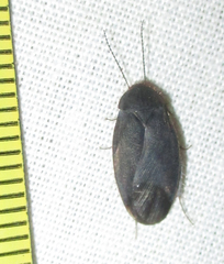 Corydiidae