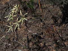 Pelargonium fergusoniae