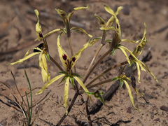 Pelargonium fergusoniae