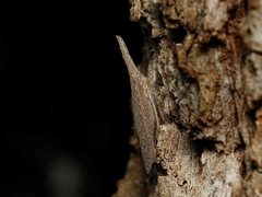 Rentinus dilatatus