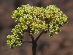 Crassula ciliata