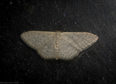 Idaea eretmopus