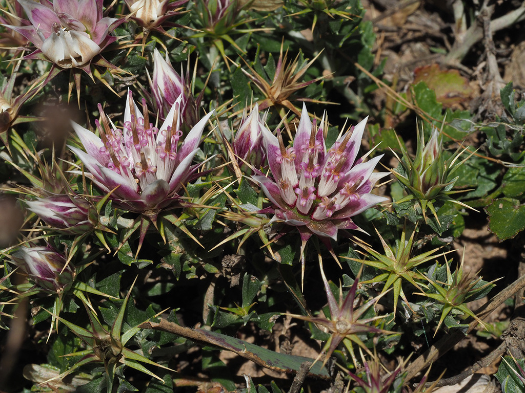 Spiny Dollprotea