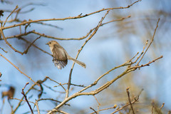 Psaltriparus minimus