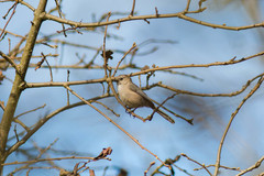 Psaltriparus minimus