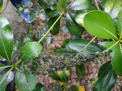 Gymnoscelis tristrigosa