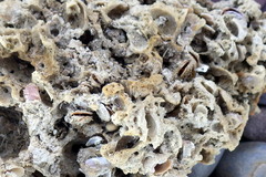 Vulsella