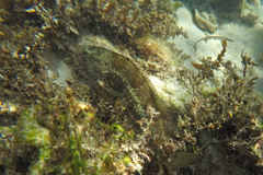 Notolabrus parilus