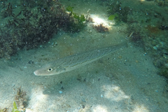 Sillaginodes punctatus