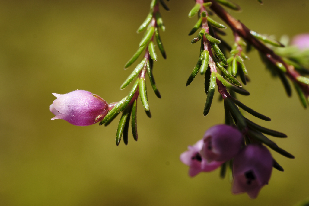 Erica multumbellifera × salteri