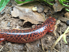 Pseudotriton ruber ruber