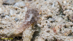 Stylocheilus striatus