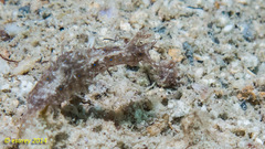 Stylocheilus striatus
