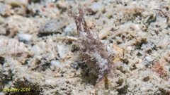 Stylocheilus striatus