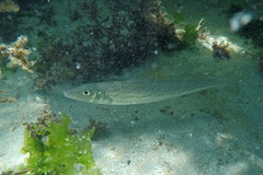 Sillaginodes punctatus