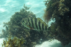 Goniistius rubrolabiatus