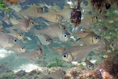 Pempheris klunzingeri