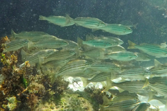 Helotes octolineatus