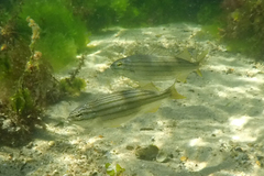 Helotes octolineatus