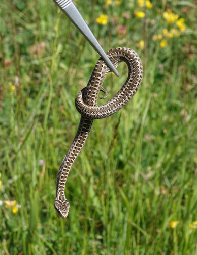 Caucasus Subalpine Viper
