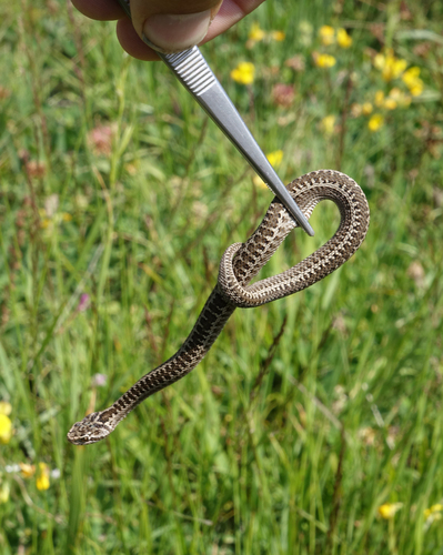 Caucasus Subalpine Viper