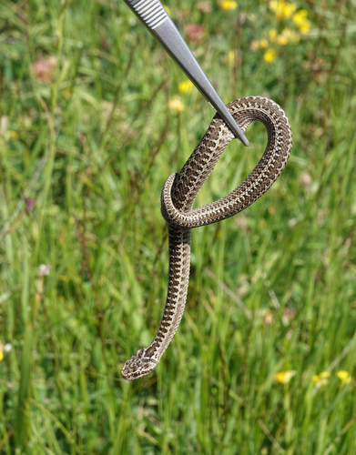 Caucasus Subalpine Viper