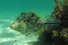 Chaetodermis penicilligerus