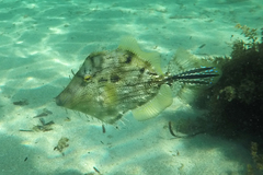 Chaetodermis penicilligerus