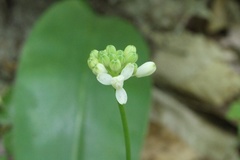 Clintonia umbellulata