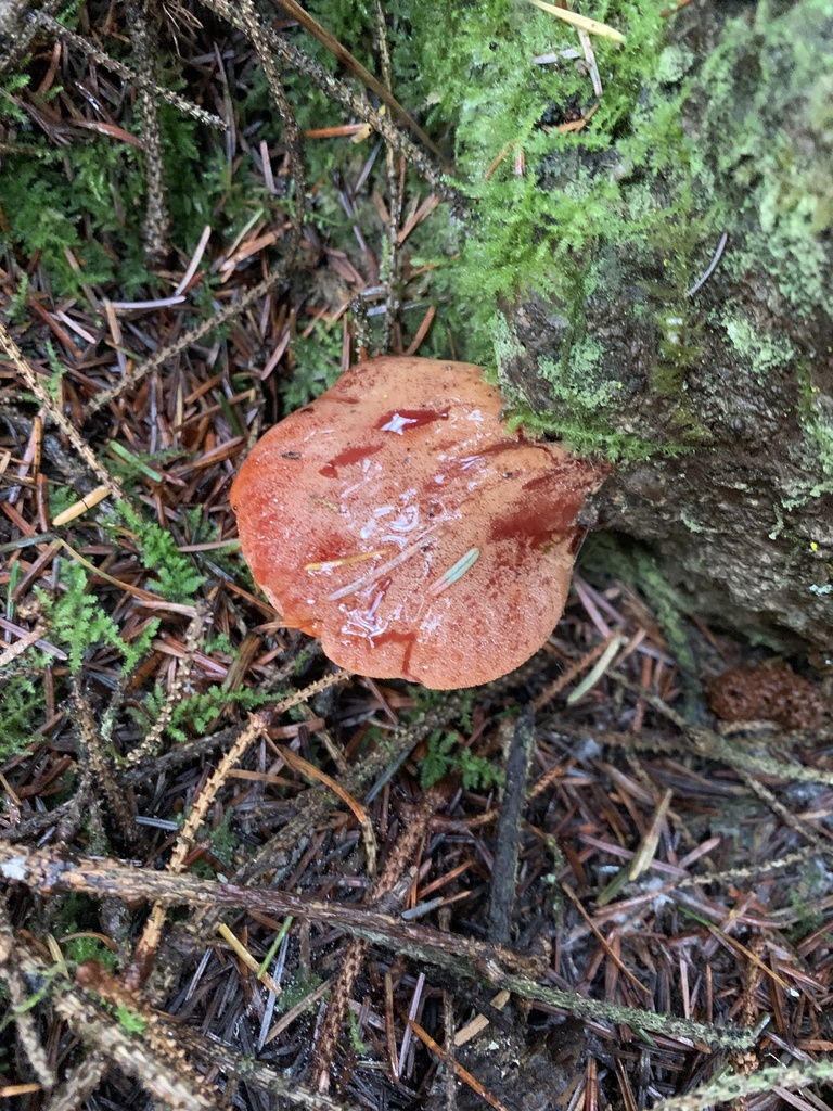 Beefsteak Polypore from MaLe'L Dunes Trails, Arcata, CA, US on