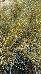 Ephedra torreyana
