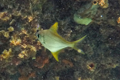 Woodward's Pemferet photo 4