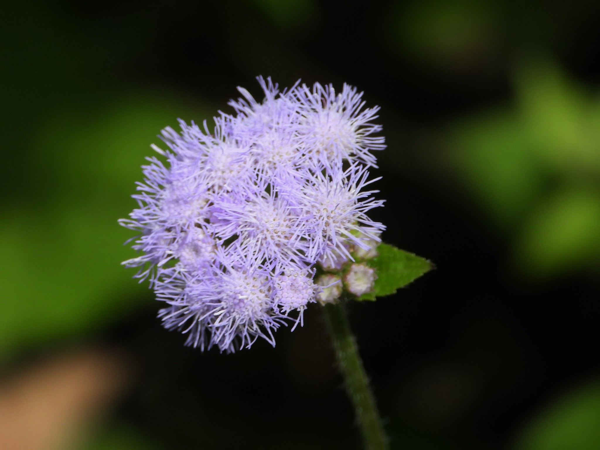 Ageratum