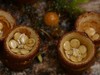 Common Bird's Nest Fungus - Photo (c) Steve Reekie, some rights reserved (CC BY-NC), uploaded by Steve Reekie