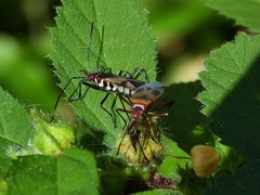 Dysdercus chiriquinus