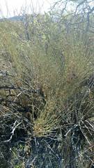 Ephedra torreyana