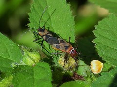 Dysdercus chiriquinus