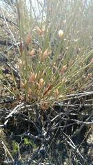 Ephedra torreyana