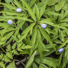 Anemonoides caerulea