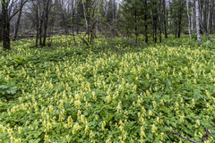 Corydalis bracteata
