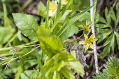 Gagea granulosa