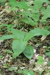 Clintonia umbellulata