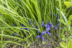 Iris ruthenica